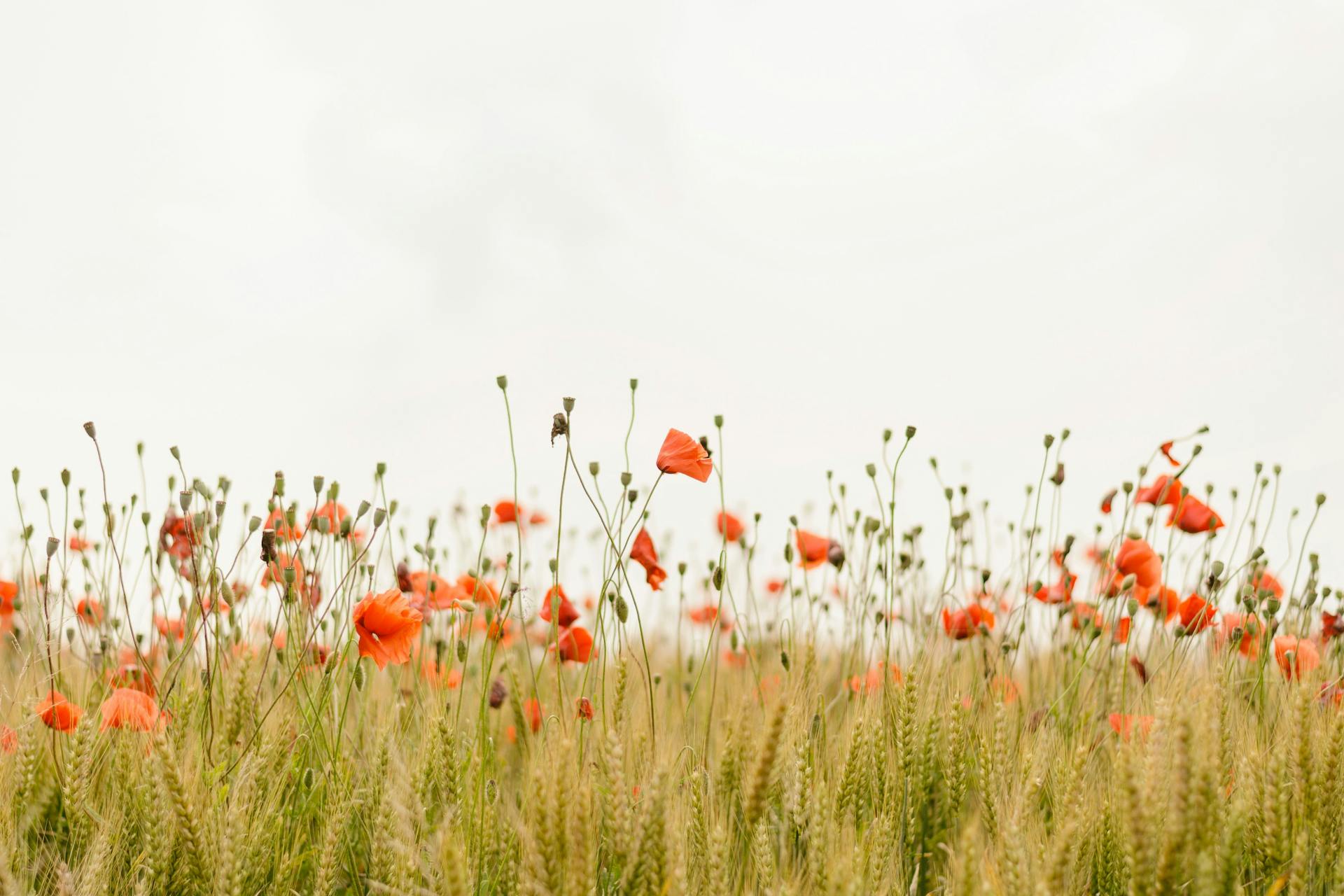 Henry be Iicyia PYGGI unsplash